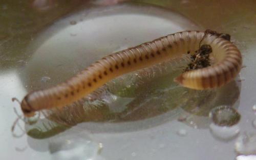 Cylindroiulus punctatus
